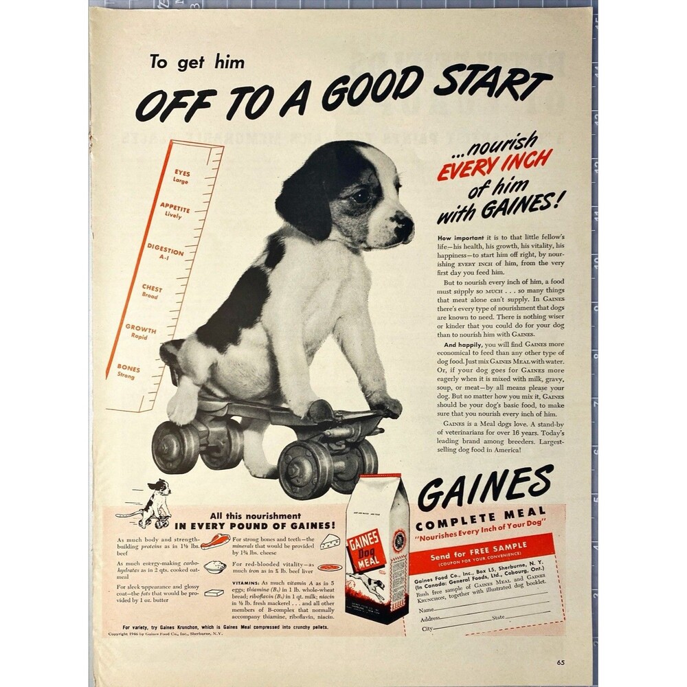 Gaines Dog Meal "Get Him Off to a Good Start" Beagle Puppy Vintage Print Ad 1946